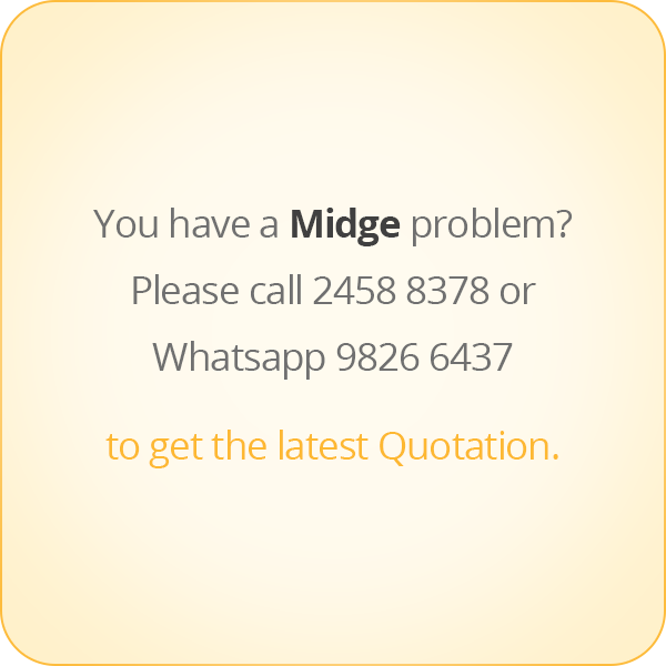 本頁圖片/檔案 - message-eng-midge