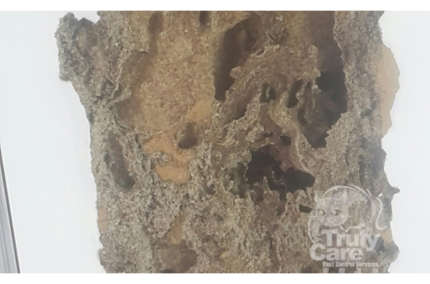 Formoson Termite Damage